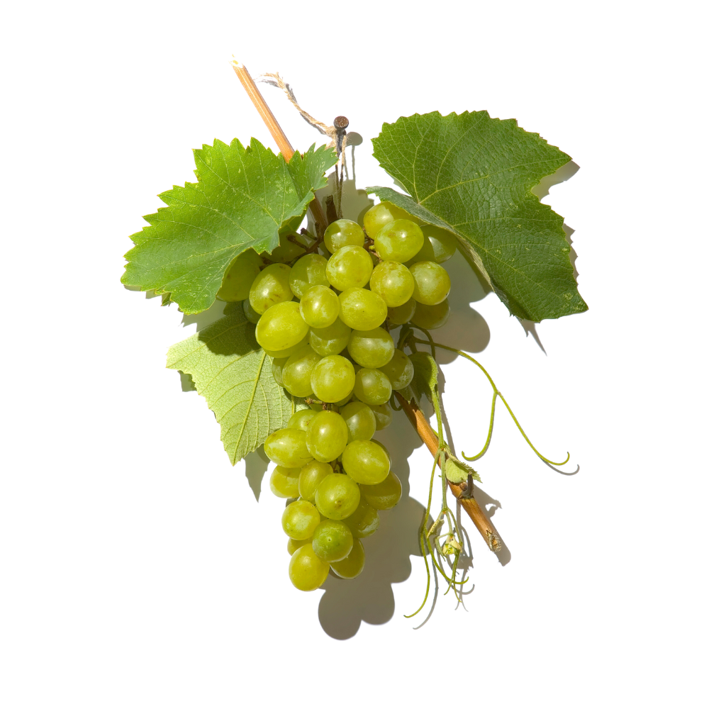 Grapes