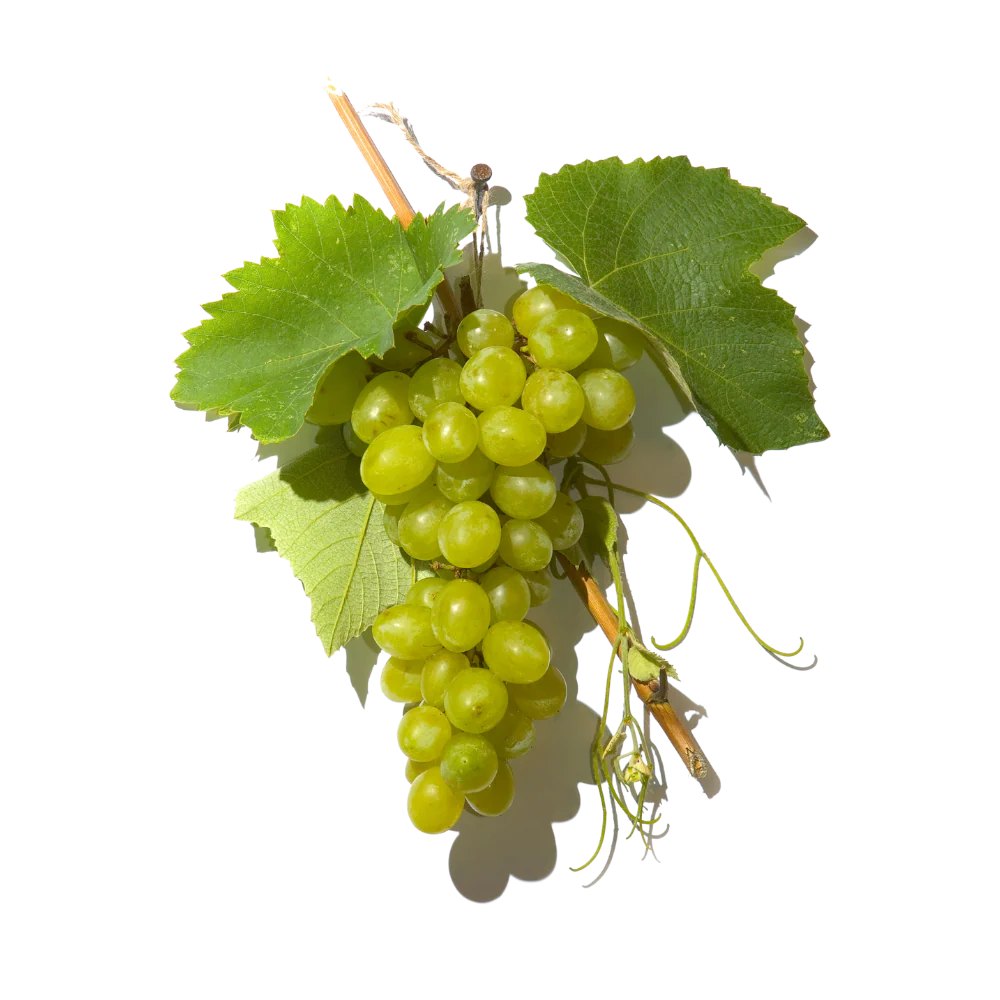 French wine grapes used to make Renais