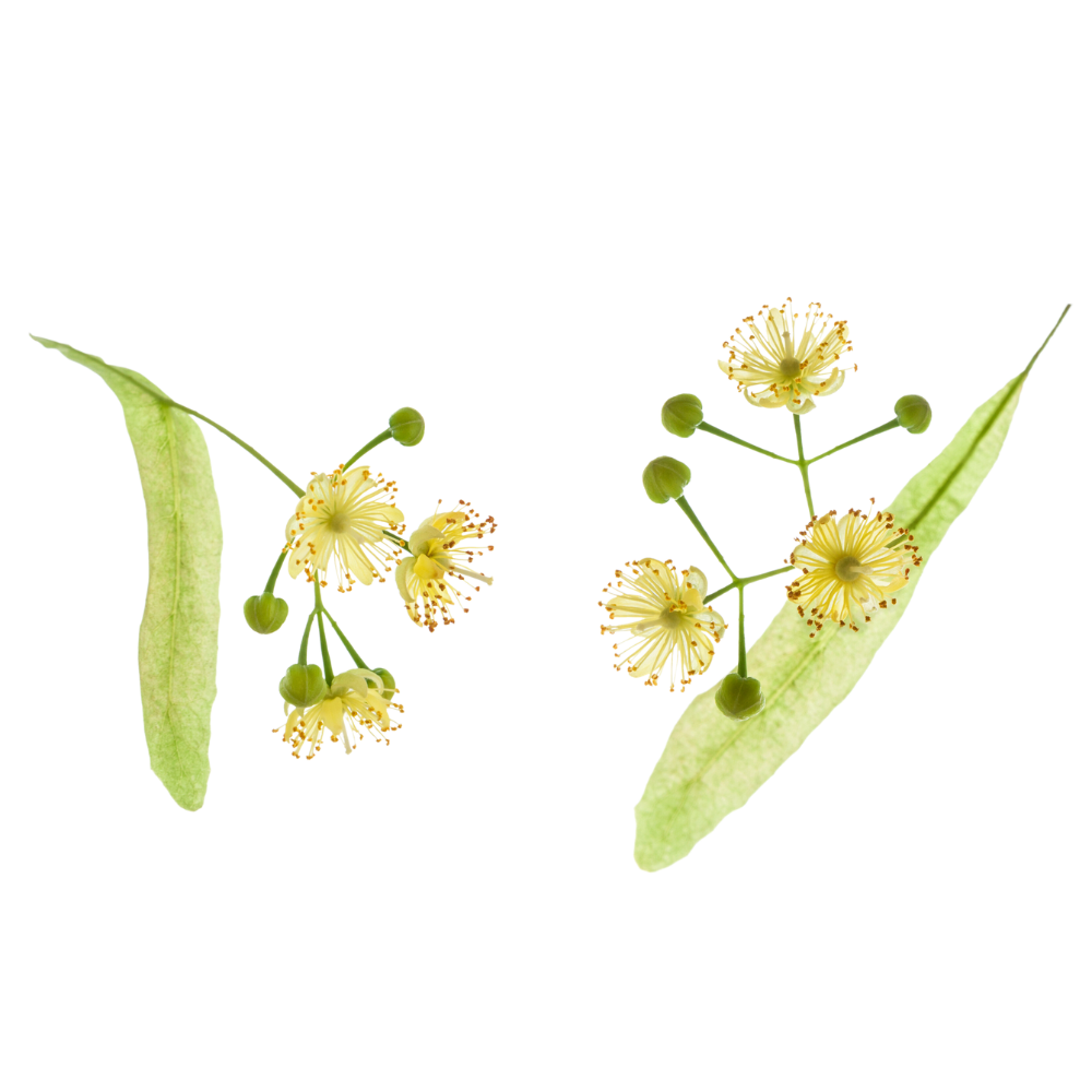 Linden flower