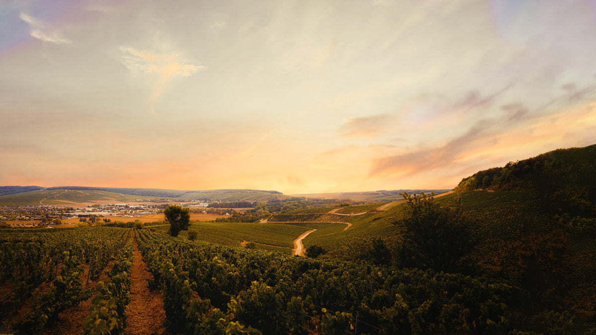 The Watson family vineyard in Northern France at sunset